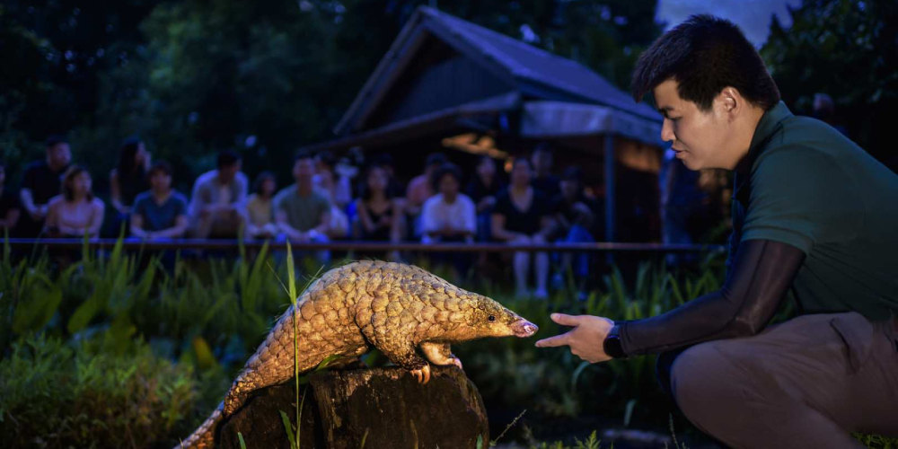 night safari.jpg