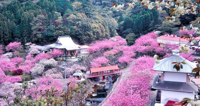 sakura